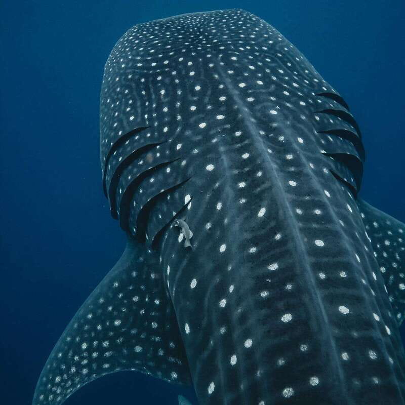 Whale Shark swimming ocean safari all included tour - Isla Mujeres whale shark ocean safari, what you are really buying