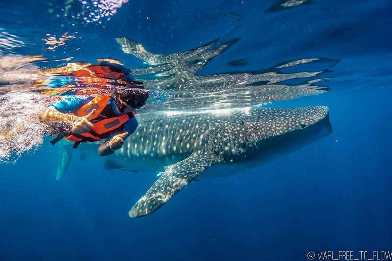 Whale Shark swimming ocean safari all included tour - The 32 ft boat ride north east: comfort and safety you can feel