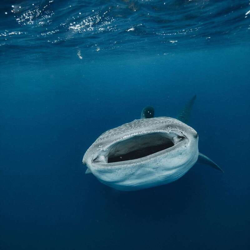 Whale Shark swimming ocean safari all included tour - Swimming with whale sharks: how the guide keeps it safe and fair