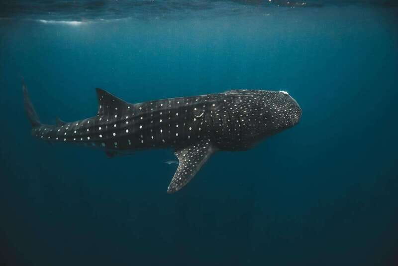 Whale Shark swimming ocean safari all included tour - Reef snorkeling and North Beach time: what you get when the whales move on