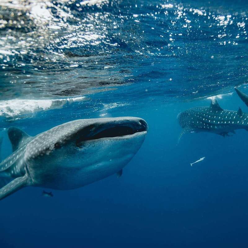 Whale Shark swimming ocean safari all included tour - Price and value at $174 plus the dock fee you must plan