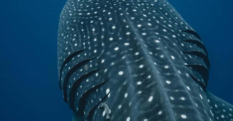 Whale Shark swimming ocean safari all included tour - Who this tour suits best, and who should rethink it