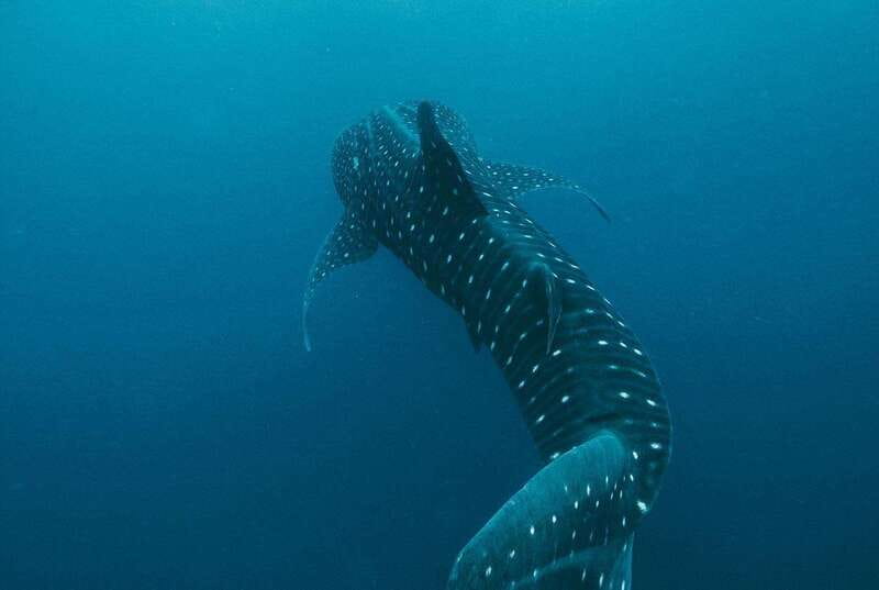 Whale Shark swimming ocean safari all included tour - Two start options: Cancun pickup or Isla Mujeres dock meetup