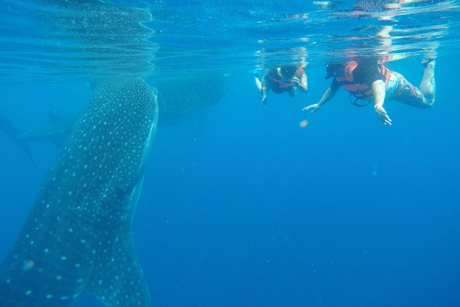 Whale Shark Tour from Cancun and Playa Del Carmen - Key highlights