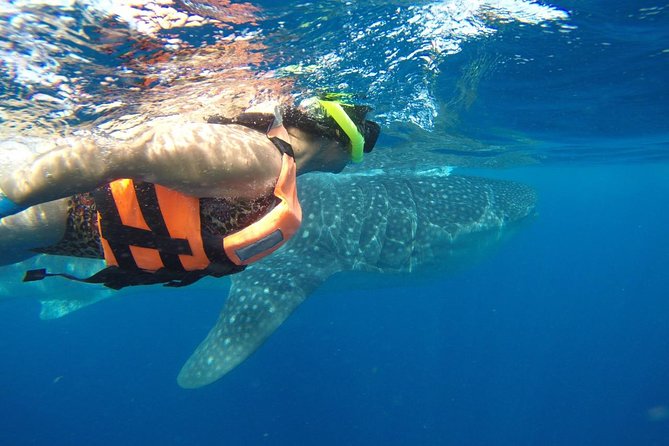 Whale Shark Tour from Cancun and Playa Del Carmen - The full day rhythm, from 6:00 am pickup to Isla Mujeres lunch