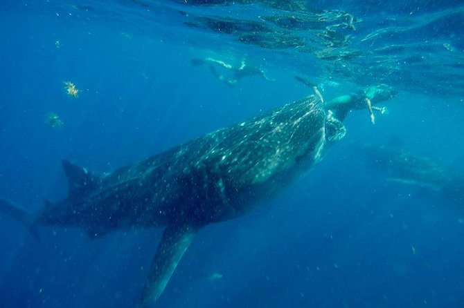Whale Shark Tour from Cancun and Playa Del Carmen - Captains and guides: why the crew quality matters
