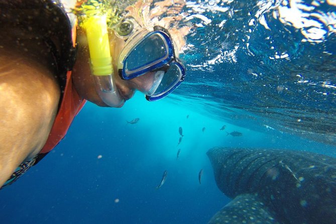 Whale Shark Tour from Cancun and Playa Del Carmen - Isla Mujeres Playa Norte lunch: the recovery break you need