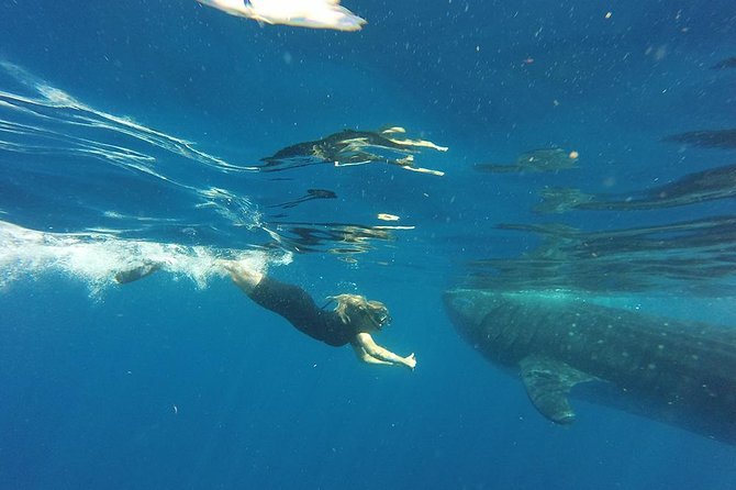 Whale Shark Tour from Cancun and Playa Del Carmen - Price and value, plus the fees you must pay in cash