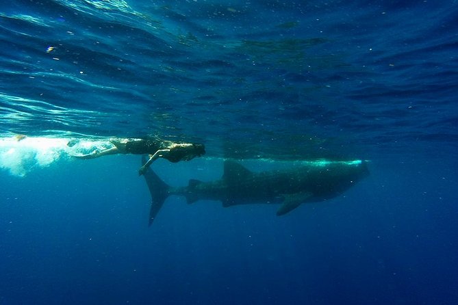 Whale Shark Tour from Cancun and Playa Del Carmen - Logistics that matter: when and where you meet, and how pickup really works