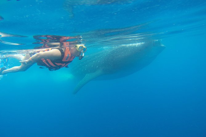 Whale Shark Tour from Cancun and Playa Del Carmen - Who this tour is best for, and who should reconsider