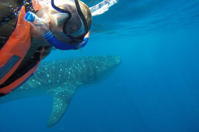 Whale Shark Tour from Cancun and Playa Del Carmen - Snorkeling with whale sharks: what to expect in the water
