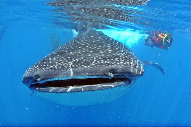 Whale Shark Tour from Cancun, Playa del Carmen, Tulum and Riviera Maya - The early pickup, long day reality, and boat conditions