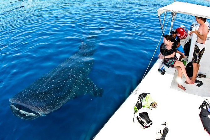 Whale Shark Tour from Cancun, Playa del Carmen, Tulum and Riviera Maya - Playa Norte on Isla Mujeres: lunch, shallow-water wading, and a quick reset
