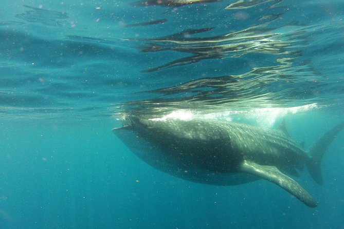 Whale Shark Tour from Holbox Island - Early Morning Holbox Pickup: When the Boat Day Starts
