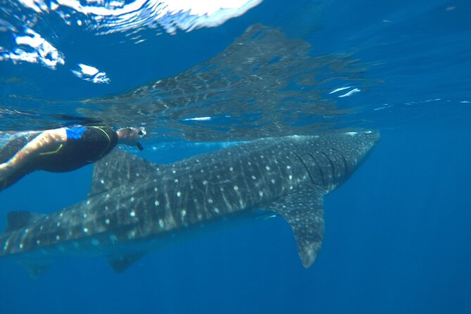Whale Shark Tour from Holbox Island - Fresh Ceviche, Sandwiches, and the Snack Reality