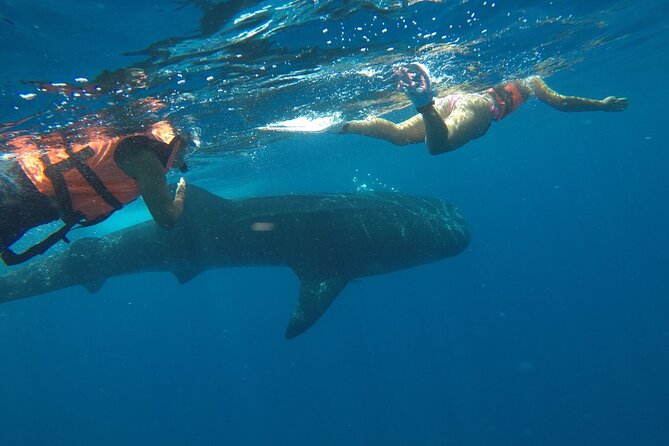 Whale Shark Tour from Holbox Island - Small-Group Advantage: Why Max 8 Makes a Difference