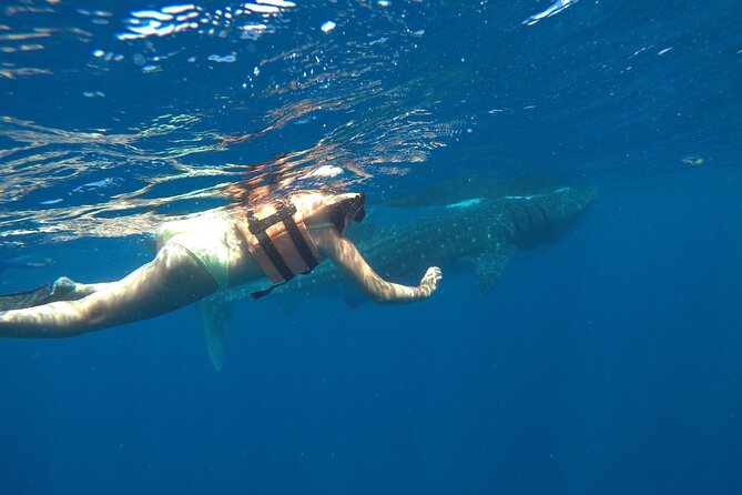 Whale Shark Tour from Holbox Island - Boat Conditions and Motion Sickness Plan for a Bouncy Ride