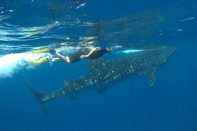 Whale Shark Tour from Holbox Island - Price and Value: Is $210 Worth It?