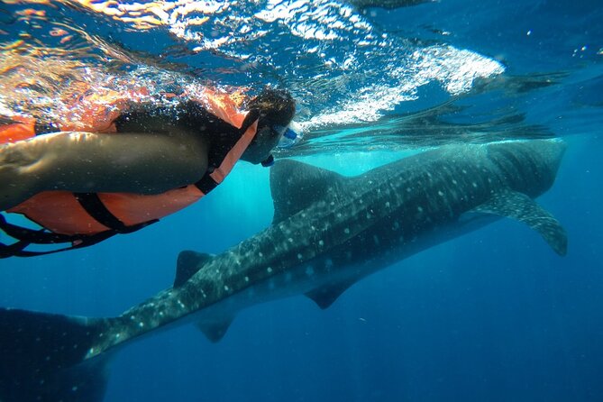 Whale Shark Tour from Holbox Island - Who Should Book, and Who Might Skip