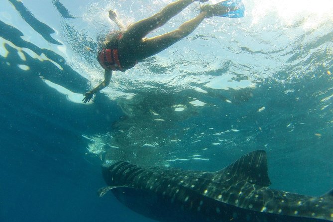 Whale Shark Tour from Holbox Island - Finding Cabo Catoche Snorkel Stop: What Changes After the Sharks