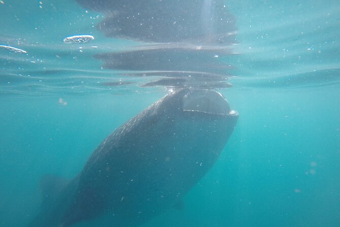 Whale sharks and sea lions snorkeling plus Balandra beach lunch - Sea lions snorkeling: what the second swim adds to the day