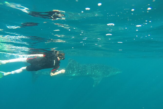 Whale sharks and sea lions snorkeling plus Balandra beach lunch - Balandra Beach lunch: the break that actually feels like part of the trip