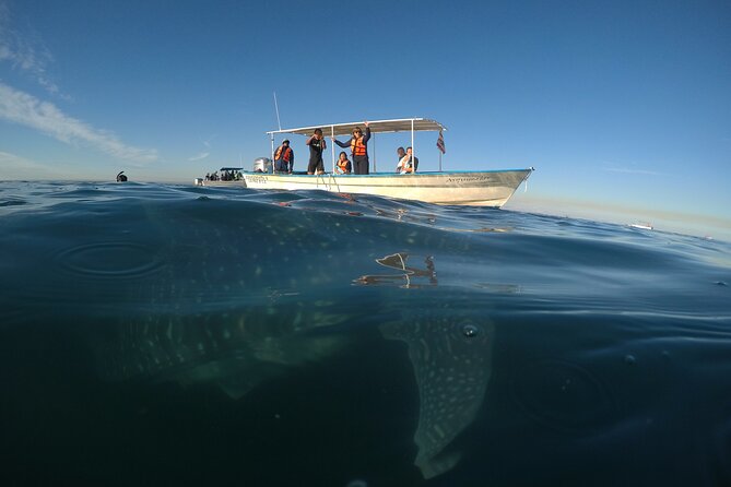 Whale sharks and sea lions snorkeling plus Balandra beach lunch - Safety, rules, and the comfort checklist that matters