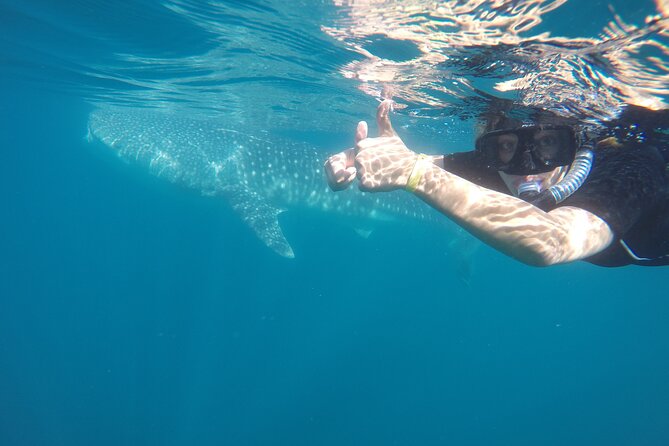 Whale sharks and sea lions snorkeling plus Balandra beach lunch - Weather reality in La Paz, and why flexibility is part of the plan