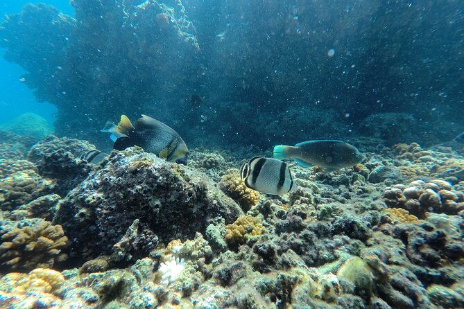 Whale sharks and sea lions snorkeling plus Balandra beach lunch - Price and value: what $250.92 really includes
