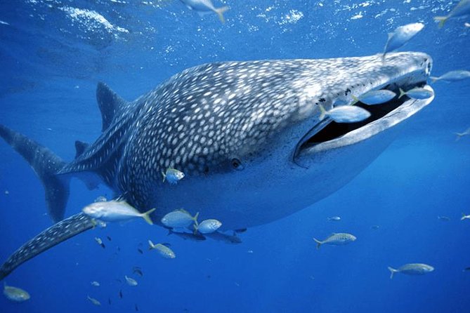 Whale Sharks Small-Group Tour in Cancun and Riviera Maya - Where You’ll Swim: Yucatan Coast for Whale Sharks, Isla Mujeres for the Break