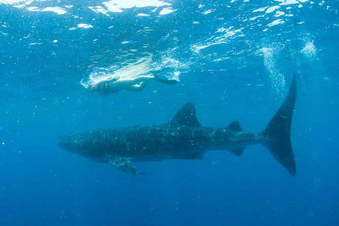 Whale Sharks Small-Group Tour in Cancun and Riviera Maya - The Whale Shark Hunt: How the Naturalist-Led Search Actually Works