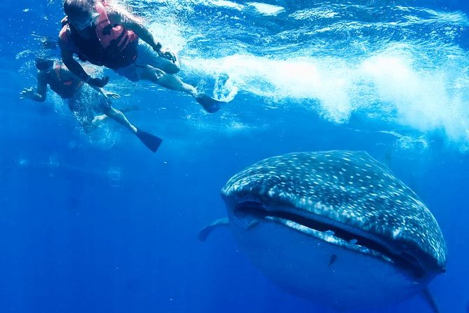 Whale Sharks Small-Group Tour in Cancun and Riviera Maya - The Snorkel Session: Short Time, Serious Rules, and a Fast Entry Rhythm