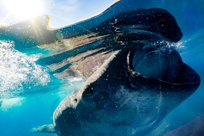 Whale Sharks Small-Group Tour in Cancun and Riviera Maya - Equipment and Safety: What’s Provided and What You Should Bring