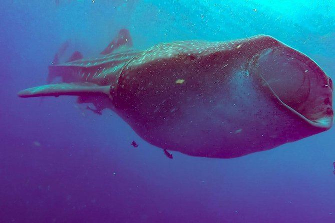 Whale Sharks Small-Group Tour in Cancun and Riviera Maya - Price and Value: Is $160 Worth It, Plus the $20 Cash Tax?