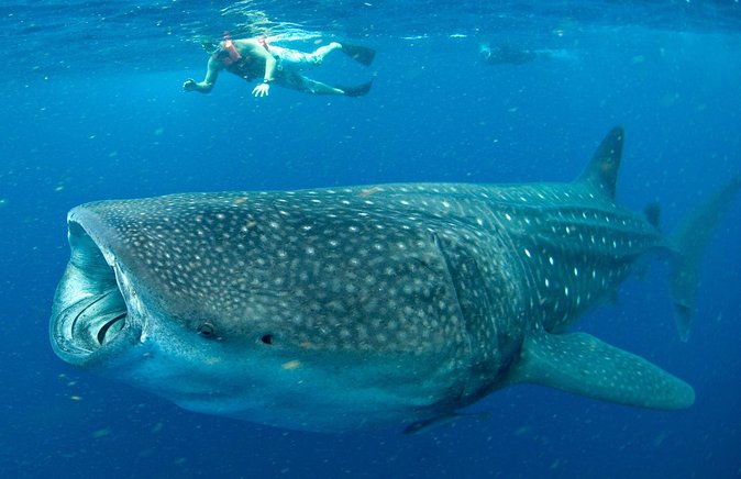 Whale Sharks Small-Group Tour in Cancun and Riviera Maya - Puerto Xtabay Marina Briefing: The Part That Makes the Swim Make Sense