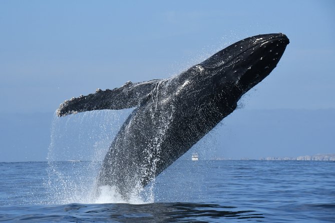 Whale Watching Adventure – Led by a Marine Biologist - What You Might See: Humpback Behaviors and Bay Wildlife