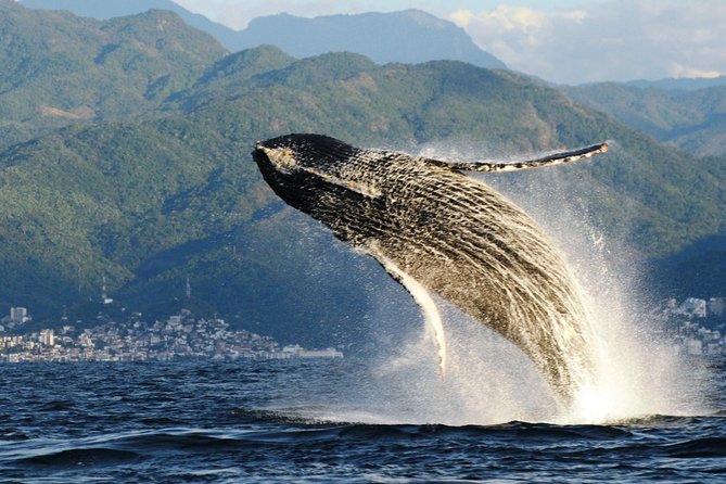 Whale Watching Adventure – Led by a Marine Biologist - Boarding at Marina Vallarta: The Small-Group Setup That Actually Matters