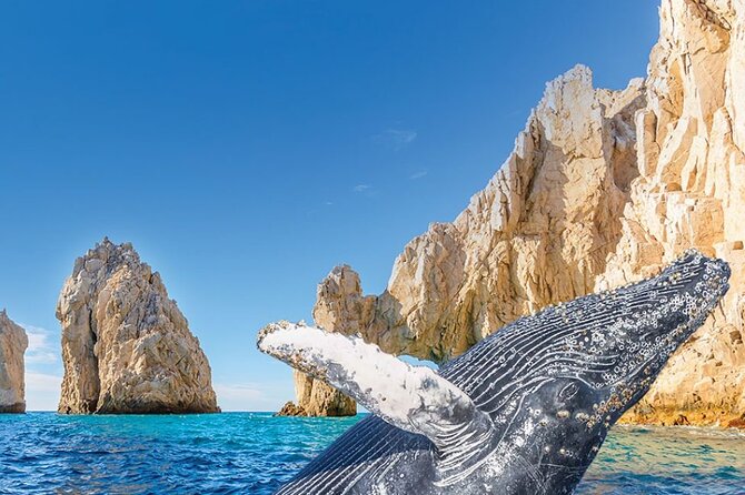 Whale Watching and Cabo San Lucas Arch - First Stop: The Marina Meeting Point and What the Day Feels Like