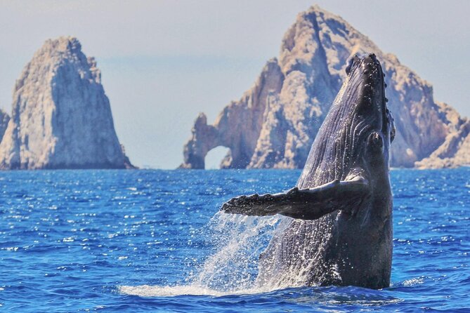 Whale Watching and Cabo San Lucas Arch - Cabo San Lucas Arch: The Triceratops-Like Landmark and Your Photo Moment