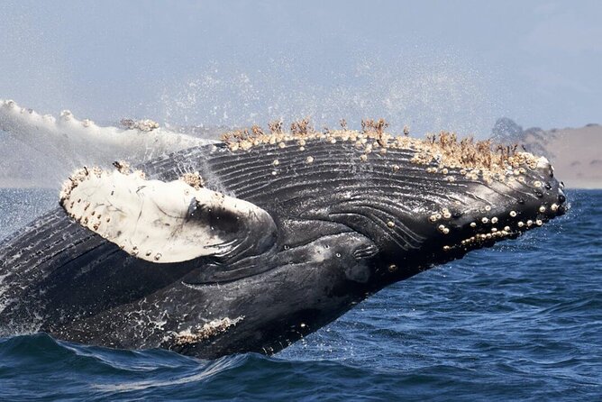 Whale Watching and Cabo San Lucas Arch - Sea of Cortez Highlights: Neptune’s Finger, Pacific Window, and a Sea Lion Watch