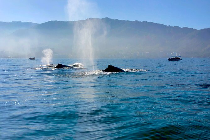 Whale Watching and Los Arcos 5 Islands Adventure - Should You Book This Whale Watching and Los Arcos Adventure?