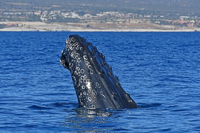 Whale Watching by Zodiac in Cabo San Lucas with Photos Included - Quick hits before you go