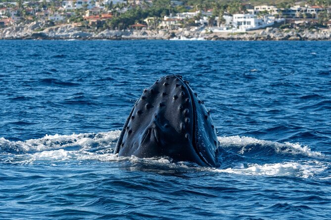 Whale Watching by Zodiac in Cabo San Lucas with Photos Included - The zodiac ride on an Apex boat, not a pounding contest