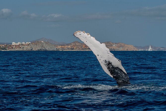 Whale Watching by Zodiac in Cabo San Lucas with Photos Included - Whale songs through a hydrophone, it is better than it sounds