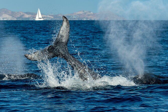 Whale Watching by Zodiac in Cabo San Lucas with Photos Included - What happens during the 2.5 hours on the water