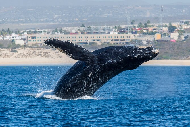Whale Watching by Zodiac in Cabo San Lucas with Photos Included - Included snacks, water, and the small comforts that matter