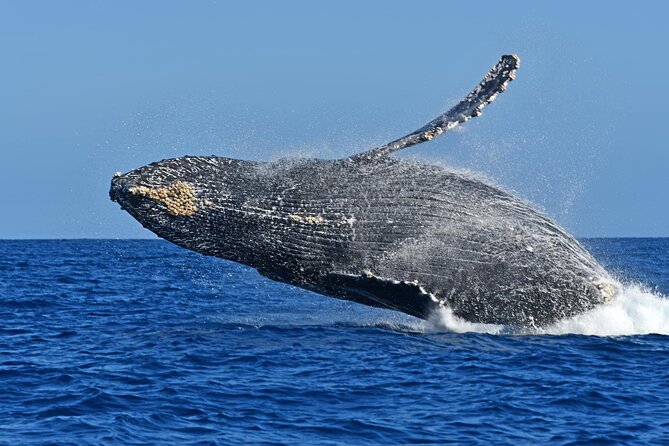 Whale Watching by Zodiac in Cabo San Lucas with Photos Included - Photos and videos included, with a reality check on timing