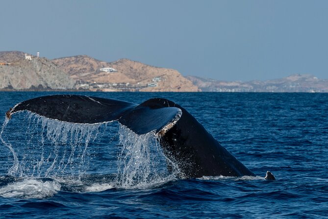 Whale Watching by Zodiac in Cabo San Lucas with Photos Included - Price and value, what $85 buys you in Cabo