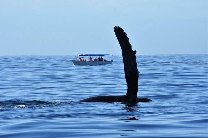 Whale Watching Cabo-Women crew-Sightings Guaranteed & Free Photos - The whale warranty and the free second tour if you do not see whales