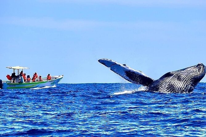 Whale Watching Cabo-Women crew-Sightings Guaranteed & Free Photos - Photos included and why that changes how you watch whales